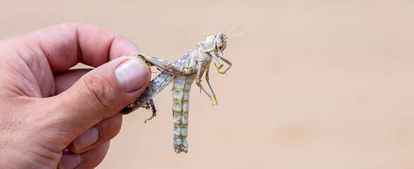 Locust close-up. Caught insect in the human hand. Invasion of locusts on agricultural fields. Exotic food in Asia.