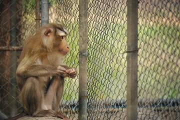 monkey in the zoo