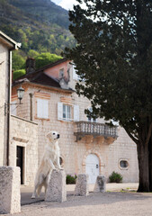 Fototapeta premium the dog in city at old building . Golden Retriever near the water. Pet in town 