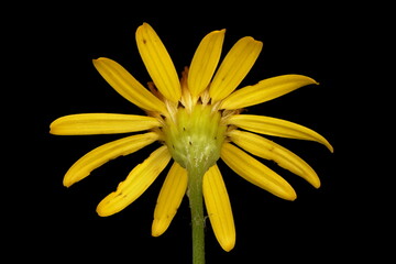 Common Ragwort (Jacobaea vulgaris). Flowering Capitulum Closeup
