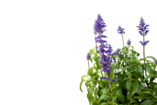 Isolated image of a garden plant with purple flowers on a png file at transparent background.