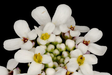 Wild Candytuft (Iberis amara). Inflorescence Detail Closeup