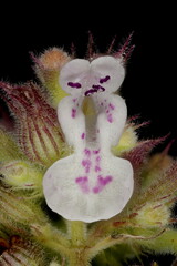 Cat-Mint (Nepeta cataria). Flower Closeup