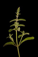 Annual Clary (Salvia viridis). Immature Inflorescence Closeup