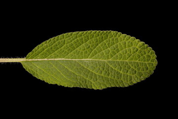 Annual Clary (Salvia viridis). Leaf Closeup