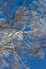 Fototapeta na wymiar Branches of a birch crown covered with white frost on a frosty winter day. Trees on the background of blue sky in winter, vertical view