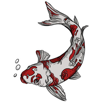 Red and white fish Koi for hobbyist