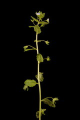 Green Field Speedwell (Veronica agrestis). Habit