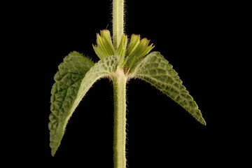 Annual Clary (Salvia viridis). Opposite Leaves Closeup