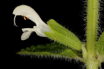 Annual Clary (Salvia viridis). Flower Closeup