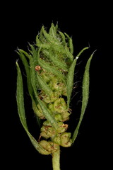 Summer Cypress (Bassia scoparia). Inflorescence Detail Closeup