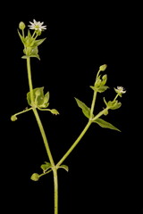 Water Chickweed (Stellaria aquatica). Inflorescence Closeup