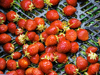 Freshly collected organic strawberry in a plastic tray. Home grown product of high quality with great taste. Berry with different size and form. Excellent desert.