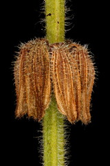 Annual Clary (Salvia viridis). Fruiting Verticillaster Closeup