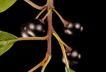 Alder Buckthorn (Frangula alnus). Fruit Closeup