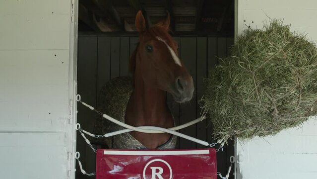 Rich Strike Derby Winner Horse in Barn
