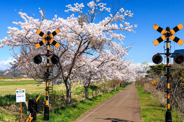 北海道伊達市、桜が咲き誇る胆振線跡地・風のメモリー【5月】