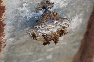 벌집의 장수 말벌 