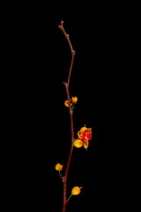 Staff Vine (Celastrus orbiculatus). Wintering Twig Closeup