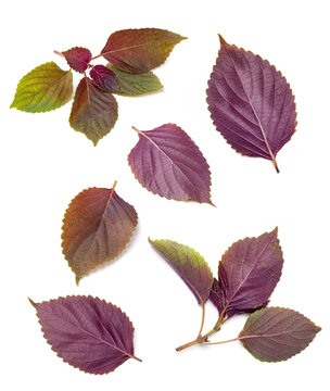 fresh perilla leaves isolated on white background