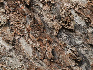 bark of a tree