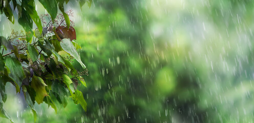 flowering tree in a refreshing rain shower in summertime on blurred nature background in an idyllic...