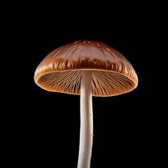 photo of mushroom in black background