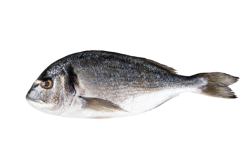 Raw fresh fish dorado isolated on white background with clipping path. Full Depth of field. Focus stacking. PNG