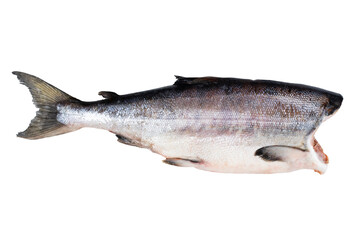 Whole Atlantic Salmon fish isolated on white background with clipping path. Full Depth of field. Focus stacking. PNG