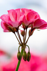 Close-up Macro Shot of Pelargonium or Garden Geranium Flowers of Big EEze Foxy Flamingo Sort.