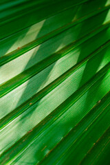 Closeup Macro Shot of Tropical palm tree washingtonia filifera and bright sunshine of Linden ex...