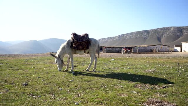 a white donkey in a village