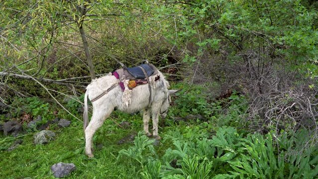 a white donkey in the village