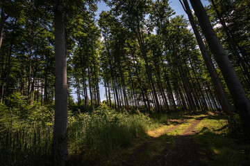 Promienie słońca w drzewiastym lesie - Rays of sunlight in a tree forest