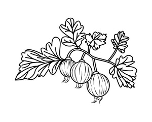 Gooseberries. Jostaberry. Fruits. Contour drawing. Coloring book for children. Icon. White background.  Concept for design, teaching, printing, for web design. Also used for stickers, templates, stenc