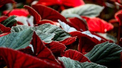 Texture, background of decorative leaves in the garden, bluish green and wine red shades of begonia foliage.