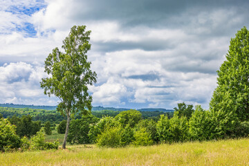 Fototapeta na wymiar Landscape view with deciduous trees in summer