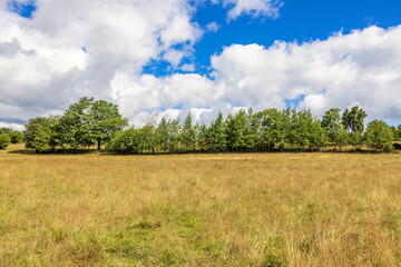 Fototapeta na wymiar Grass meadow with a grove of trees and cumulus clouds