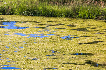 Heavy algae bloom in the water