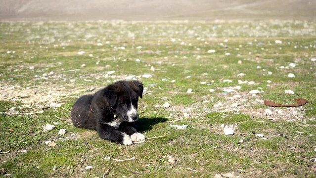 lazy cute black dog of uzbekistan