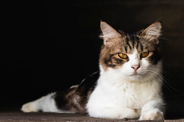 domestic cat looking at camera isolated on dark background. Domestic cat closeup photography