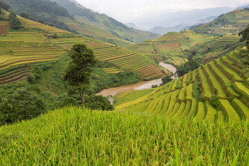 Green terraced rice fields in the rainy season at Mu Cang Chai, Yen Bai, Vietnam