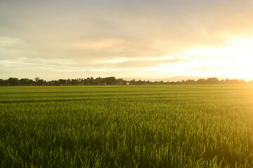 paddy field