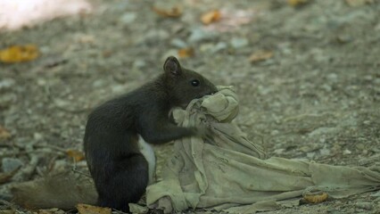 Profile Close-up of Eurasian Red Squirrel Folding Rag Fabric Using Mouth and Paws on a Ground