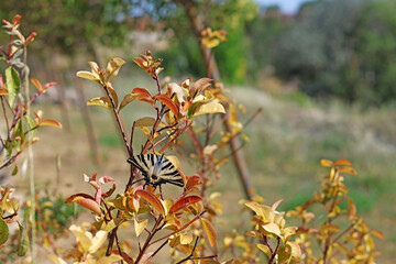 A butterfly perched in some bushes in the countryside.