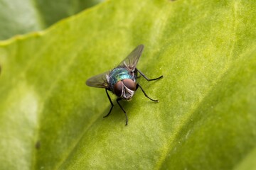Green bottle fly (Lucilia) sitting on a green leaf. The detail of the eyes is clearly visible. Macro.