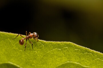 Ant on the edge of a green leaf, dark background. Macro.
