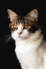 Fototapeta na wymiar domestic cat closeup photography isolated on dark background.