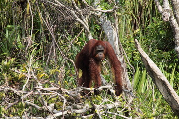 pongo pygmaeus in borneo river 