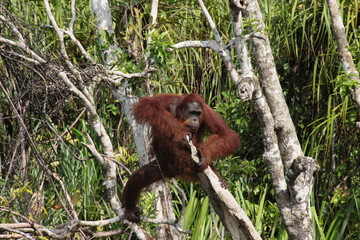 pongo pygmaeus in borneo river 